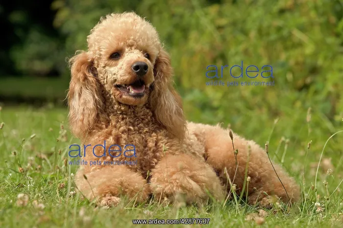  : Poodle Dog - Lying down
