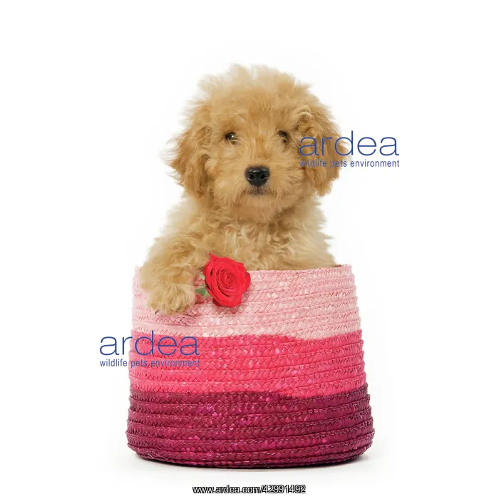 : Poodle Dog in pink basket holding single red rose : Poodle Dog in pink basket holding single red rose