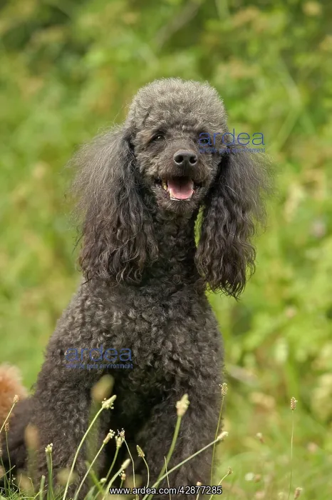 : Poodle Dog - Sitting down : Poodle Dog - Sitting down