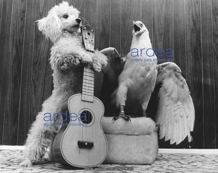 : Poodle and eagle playing guitar, England, Great : Poodle and eagle playing guitar, England, Great