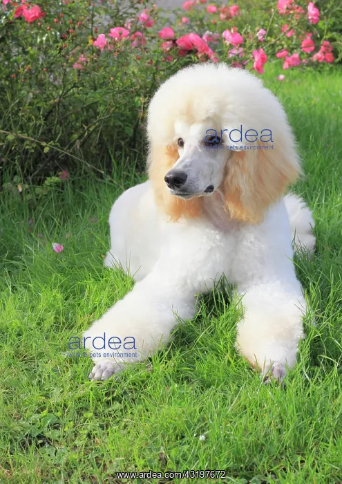 : Poodle, male dog, 6 months K&, x1aea67;spudel R&, x24960da0;Mo : Poodle, male dog, 6 months K&, x1aea67;spudel R&, x24960da0;Mo