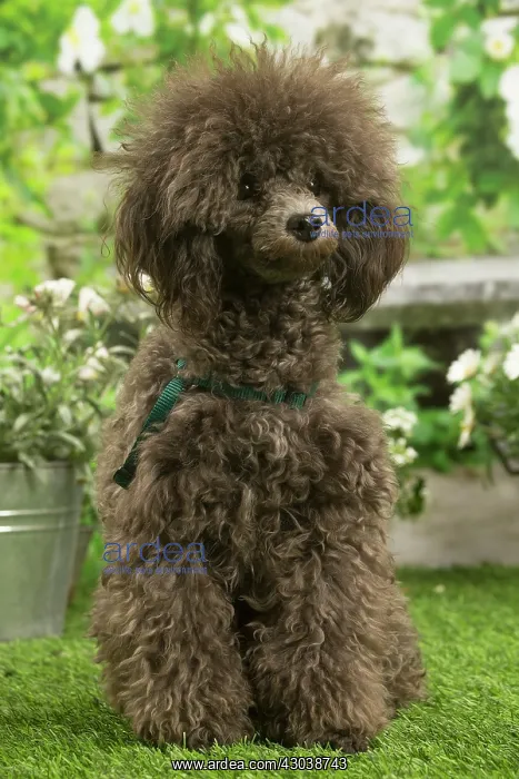 : Poodle outdoors in the garden : Poodle outdoors in the garden