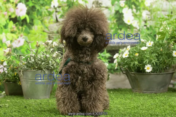 : Poodle outdoors in the garden : Poodle outdoors in the garden