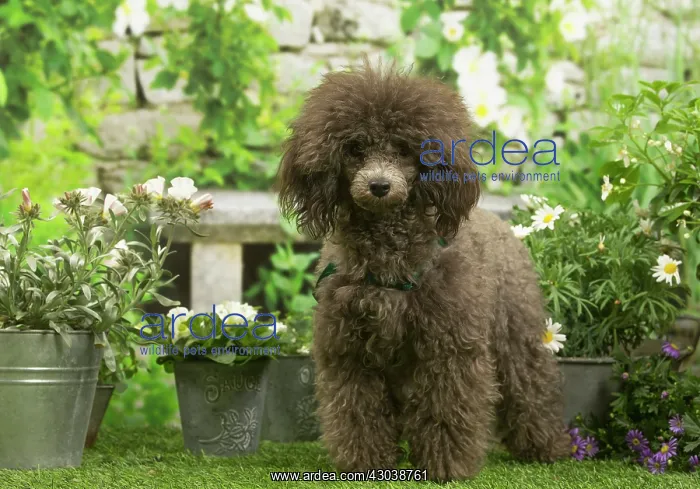  : Poodle outdoors in the garden