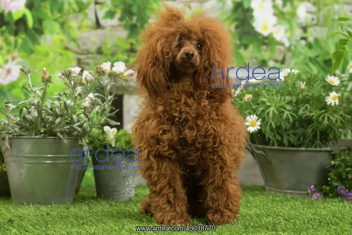 : Poodle outdoors in the garden : Poodle outdoors in the garden