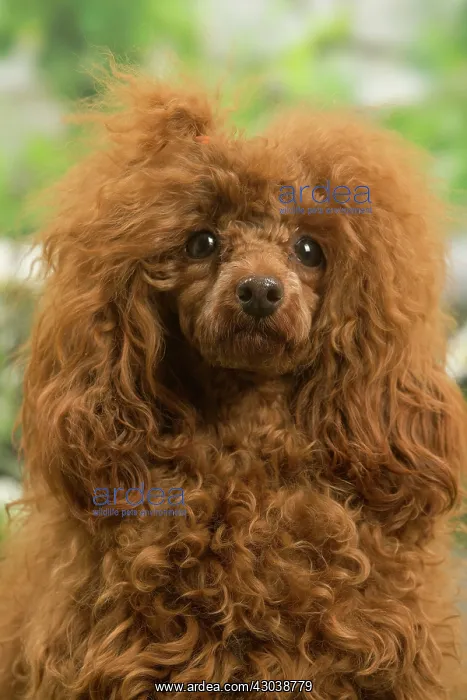 : Poodle outdoors in the garden : Poodle outdoors in the garden