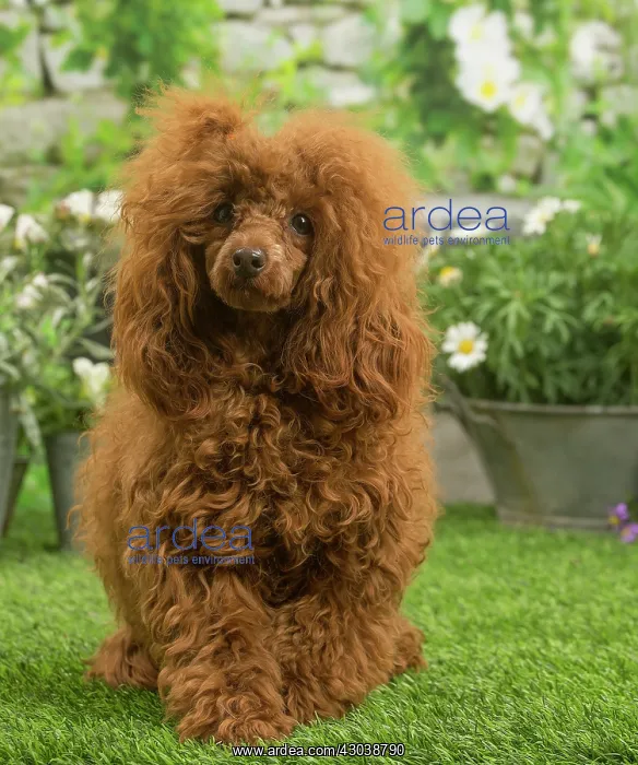 : Poodle outdoors in the garden : Poodle outdoors in the garden