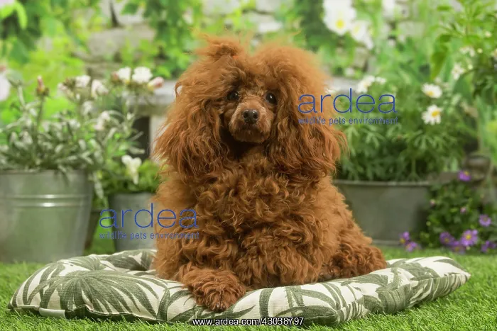 : Poodle outdoors in the garden : Poodle outdoors in the garden