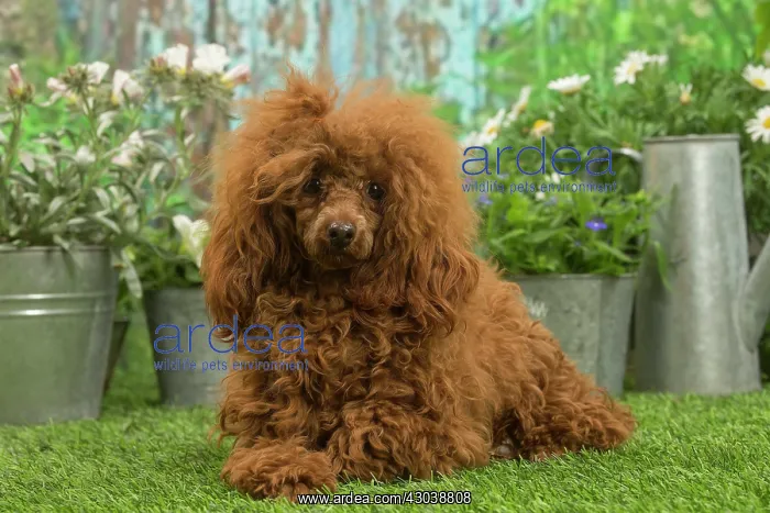 : Poodle outdoors in the garden : Poodle outdoors in the garden