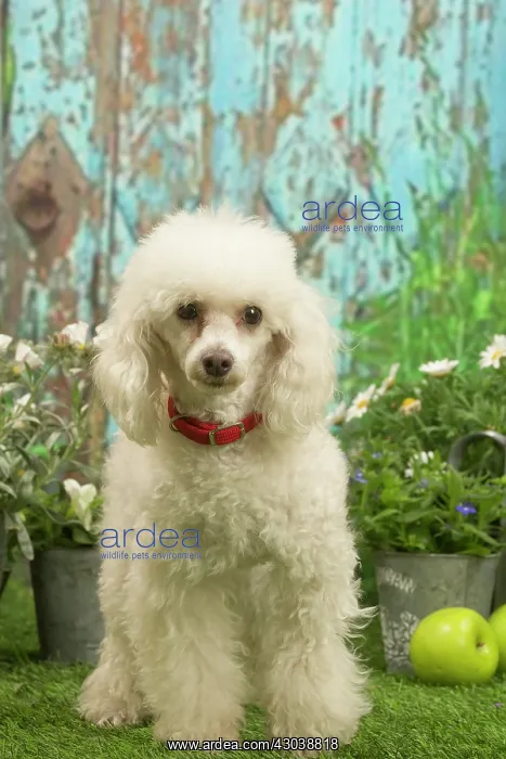 : Poodle outdoors in the garden : Poodle outdoors in the garden