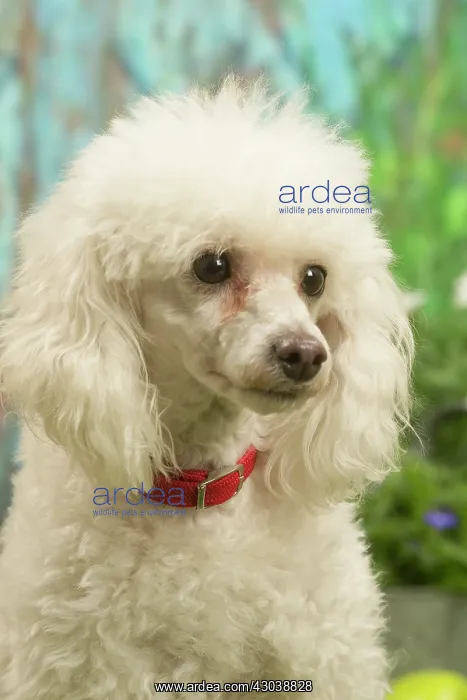 : Poodle outdoors in the garden : Poodle outdoors in the garden