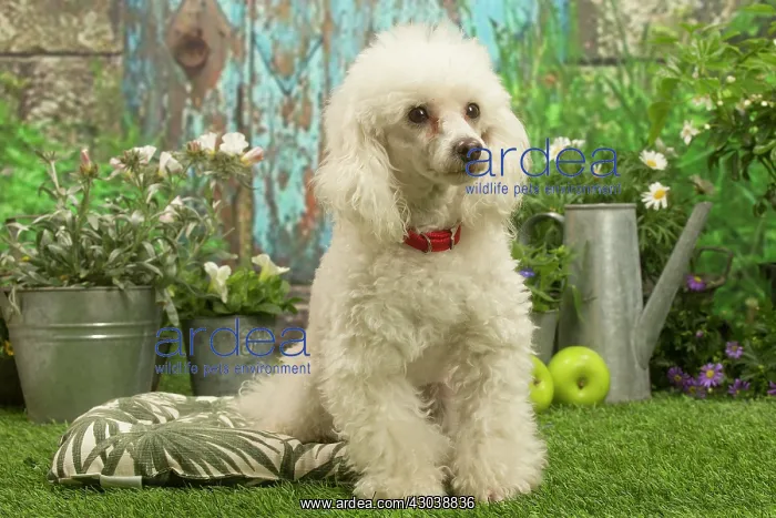 : Poodle outdoors in the garden : Poodle outdoors in the garden