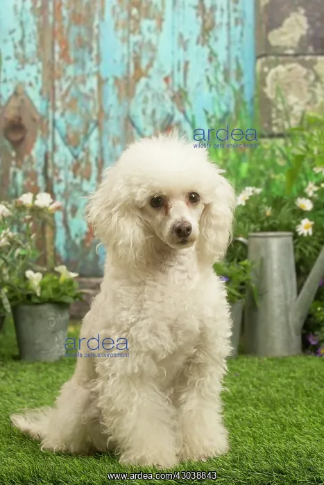 : Poodle outdoors in the garden : Poodle outdoors in the garden