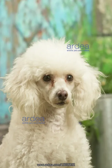 : Poodle outdoors in the garden : Poodle outdoors in the garden