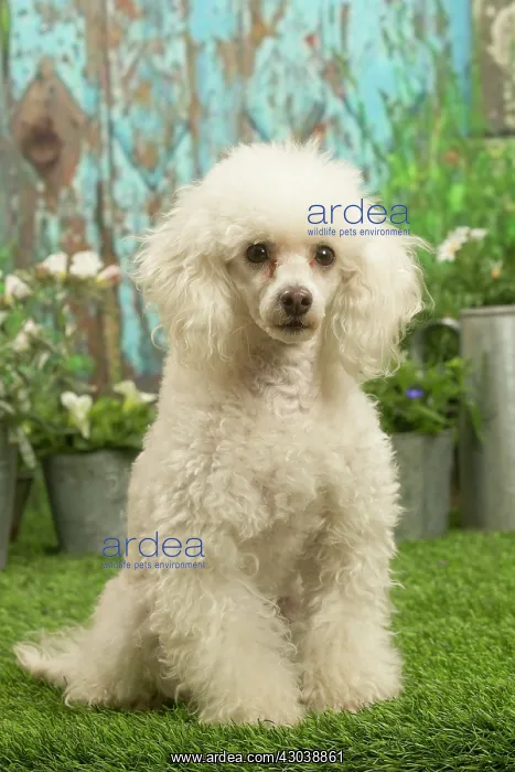 : Poodle outdoors in the garden : Poodle outdoors in the garden