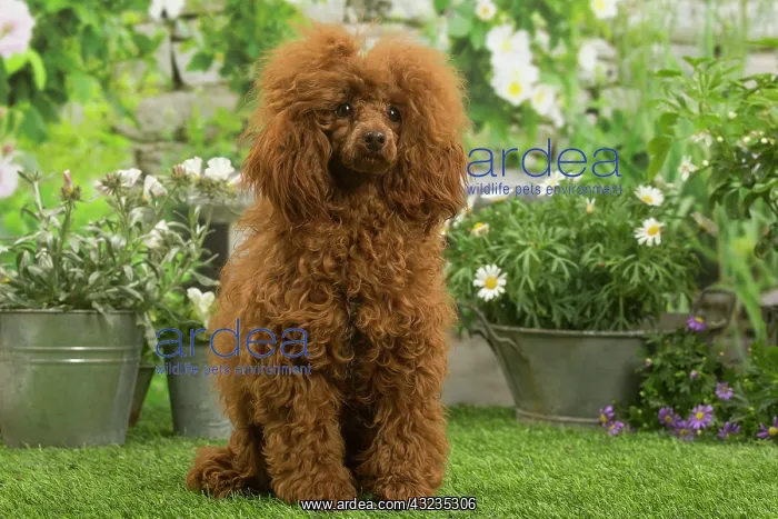 : Poodle outdoors in the garden : Poodle outdoors in the garden