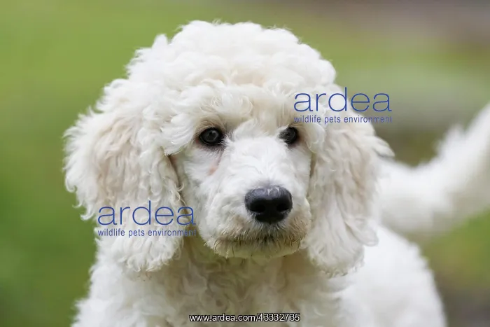 : Poodle, portrait : Poodle, portrait
