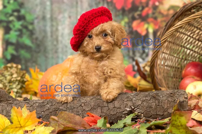  : Poodle puppy outdoors in autumn