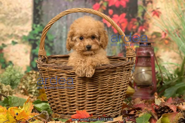  : Poodle puppy outdoors in autumn