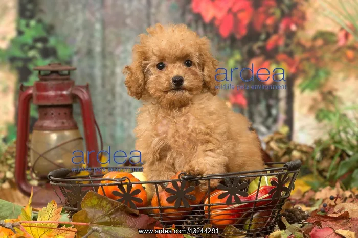  : Poodle puppy outdoors in autumn
