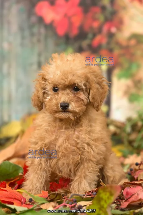 : Poodle puppy outdoors in autumn