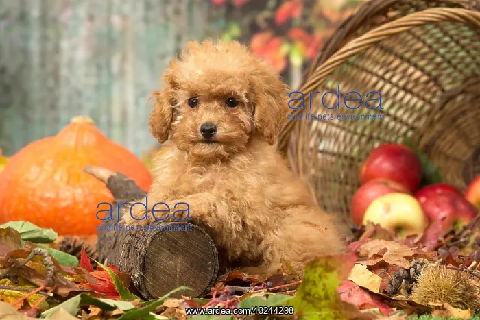  : Poodle puppy outdoors in autumn