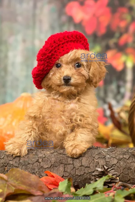  : Poodle puppy outdoors in autumn