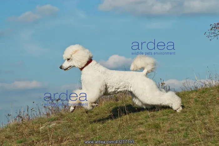 : Poodle running in a meadow : Poodle running in a meadow