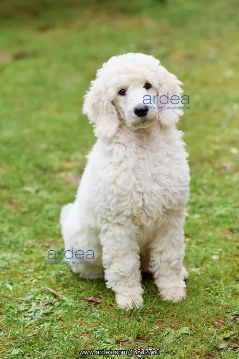 : Poodle, sitting : Poodle, sitting