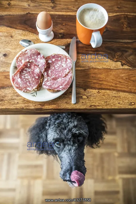 : Poodle under the table begging for food, breakfast : Poodle under the table begging for food, breakfast