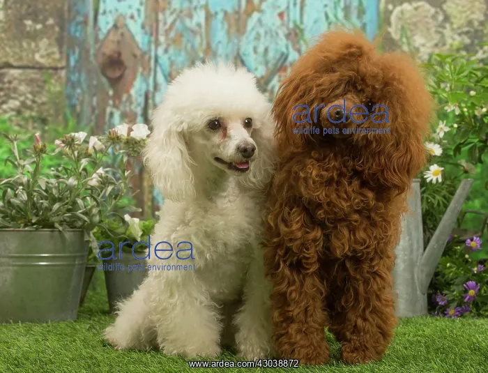 : Two Poodles outdoors in the garden : Two Poodles outdoors in the garden