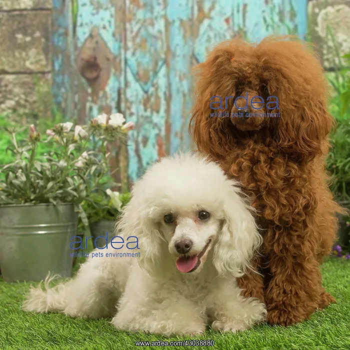 : Two Poodles outdoors in the garden : Two Poodles outdoors in the garden