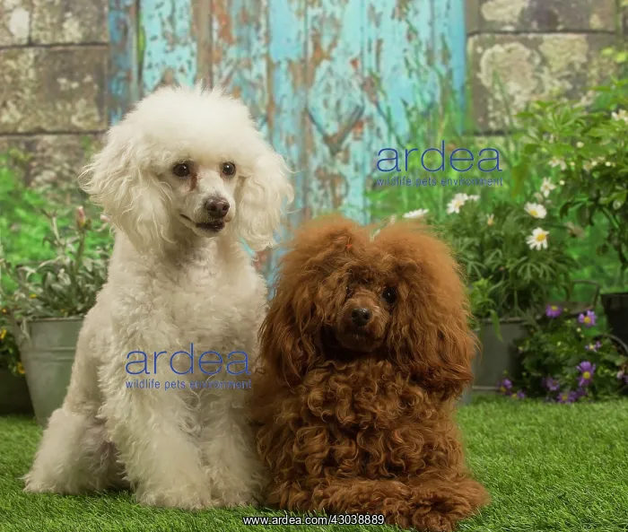 : Two Poodles outdoors in the garden : Two Poodles outdoors in the garden