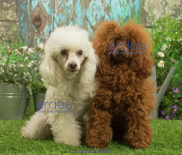  : Two Poodles outdoors in the garden