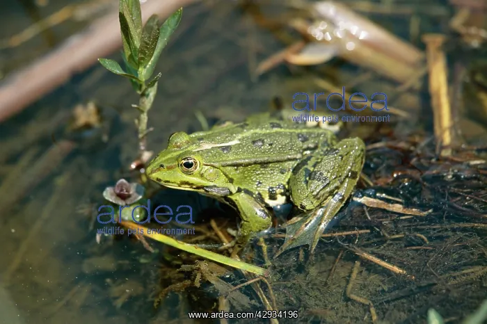  : POOL FROG (Rana lessonae )