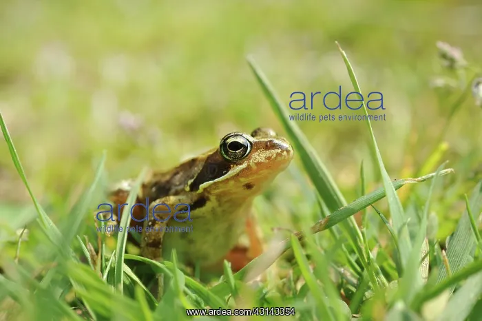 : Pool Frog (Pelophylax lessonae) perched in grass : Pool Frog (Pelophylax lessonae) perched in grass