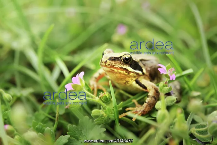 : Pool Frog ( Pelophylax lessonae) perched in grass with little unidentified flowers : Pool Frog ( Pelophylax lessonae) perched in grass with little unidentified flowers