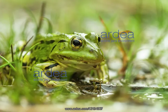  : Pool Frog (Pelophylax lessonae) in hunting position on the edge of a pond waiting for prey