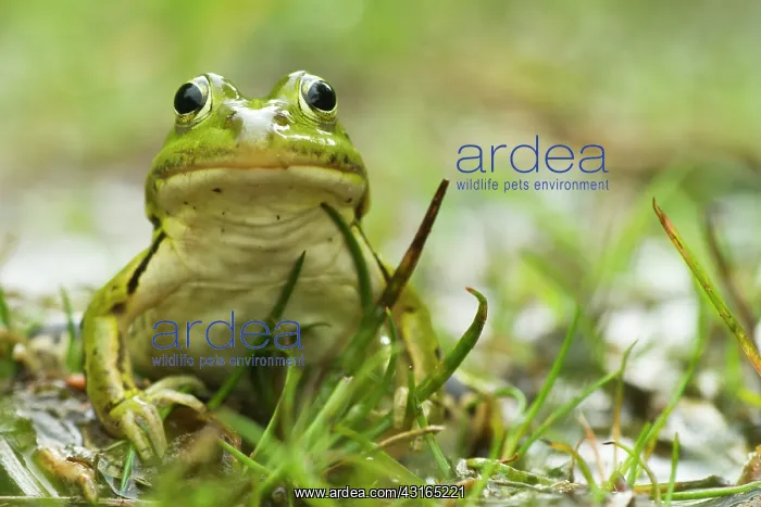 : Pool Frog (Pelophylax lessonae) sitting in the grass on the edge of a pond during rain : Pool Frog (Pelophylax lessonae) sitting in the grass on the edge of a pond during rain