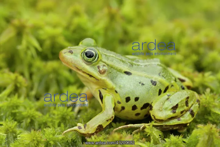 : Pool Frog (Pelophylax lessonae) female on moss : Pool Frog (Pelophylax lessonae) female on moss