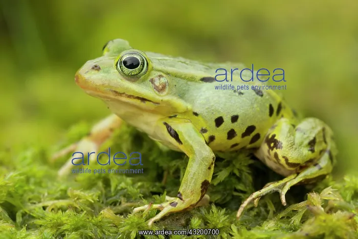 : Pool Frog (Pelophylax lessonae) female on moss : Pool Frog (Pelophylax lessonae) female on moss