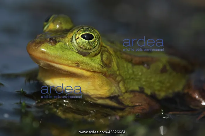 : Pool Frog. Portrait of a Pool Frog (Pelophylax lessonae) during the mating season : Pool Frog. Portrait of a Pool Frog (Pelophylax lessonae) during the mating season