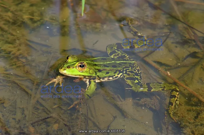 : Pool Frog Edible Frog : Pool Frog Edible Frog