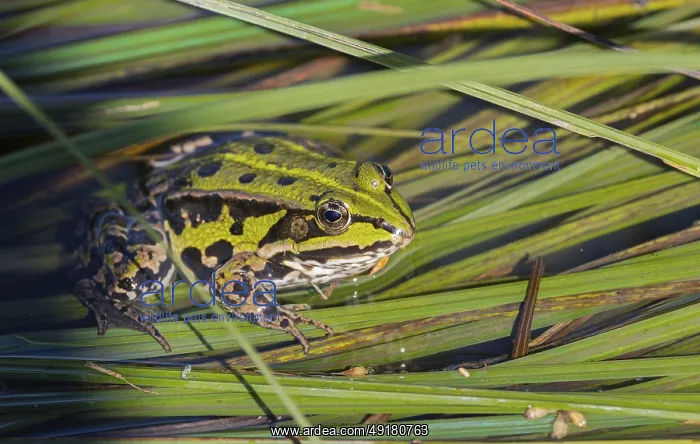 : The Pool frog (Pelophylax lessonae) : The Pool frog (Pelophylax lessonae)