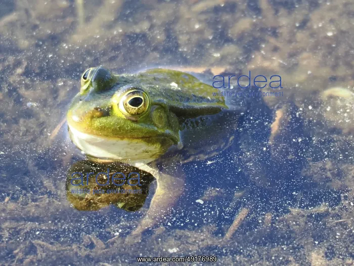 : Pool frog (Pelophylax lessonae) in a forest lake : Pool frog (Pelophylax lessonae) in a forest lake