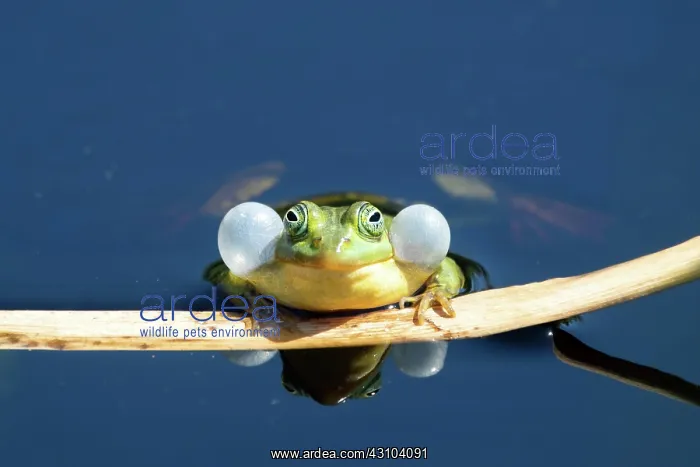 : Pool frog (Rana lessonae), with sound bubbles in : Pool frog (Rana lessonae), with sound bubbles in