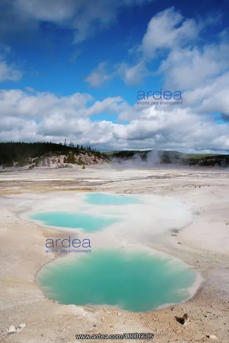 : Pool in Norris Geyser Basin : Pool in Norris Geyser Basin