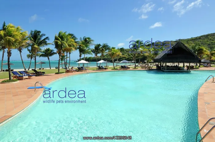 : Pool, Raffles Resort, Canouan Island, Saint Vincent : Pool, Raffles Resort, Canouan Island, Saint Vincent