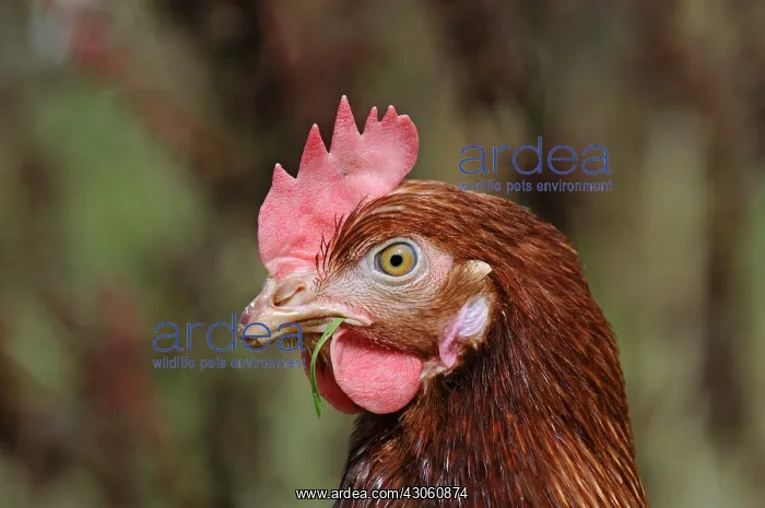 : Pool in raising laying hens : Pool in raising laying hens