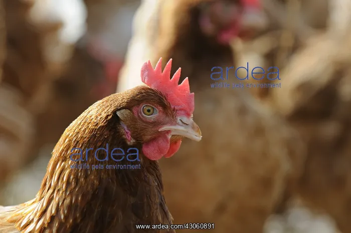 : Pool in raising laying hens : Pool in raising laying hens